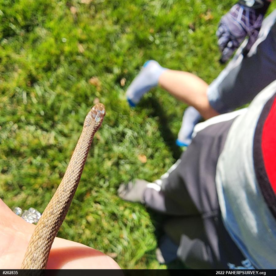 Dekay's Brownsnake