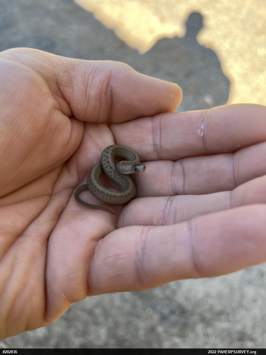 Dekay's Brownsnake