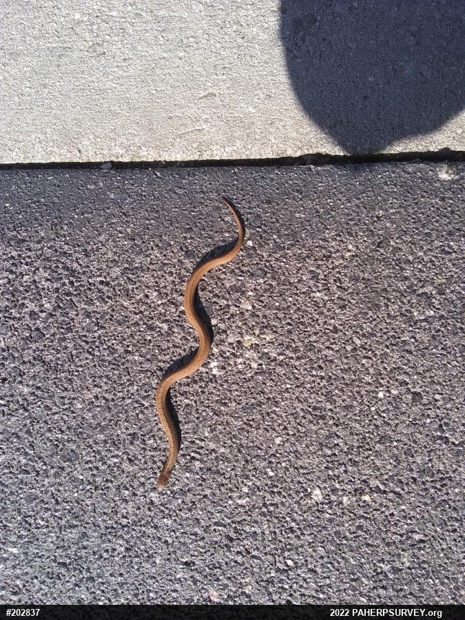 Dekay's Brownsnake