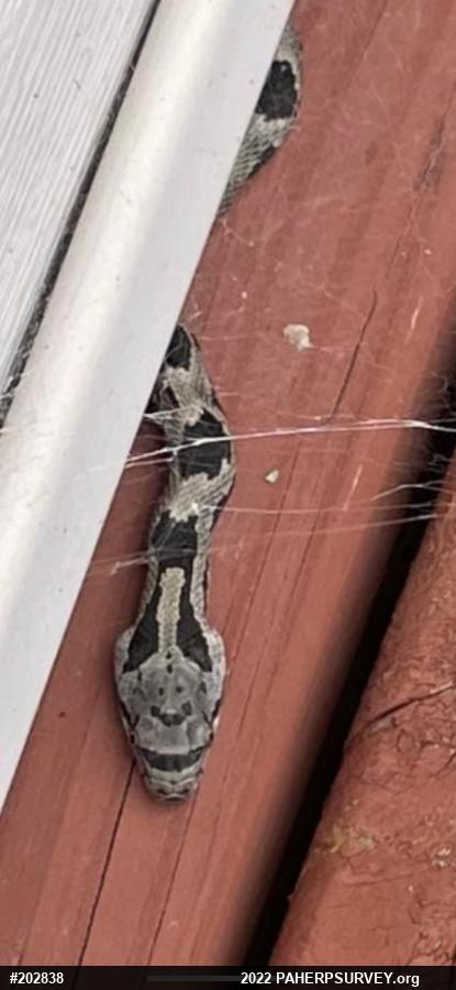 Eastern Ratsnake