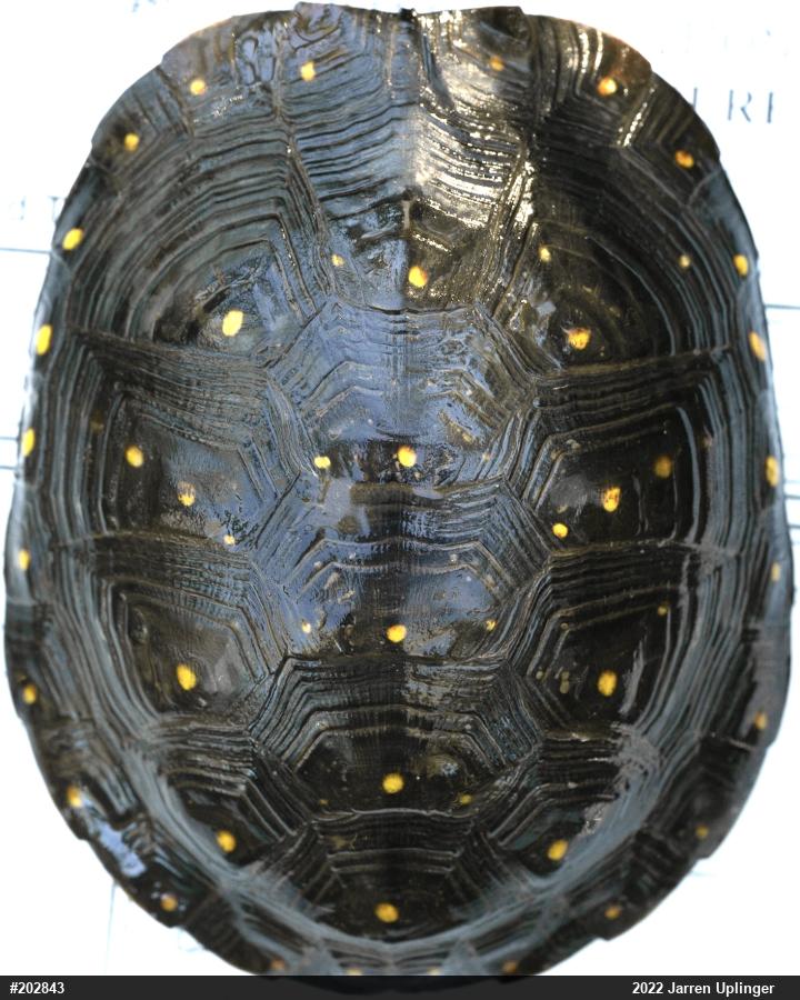 Spotted Turtle