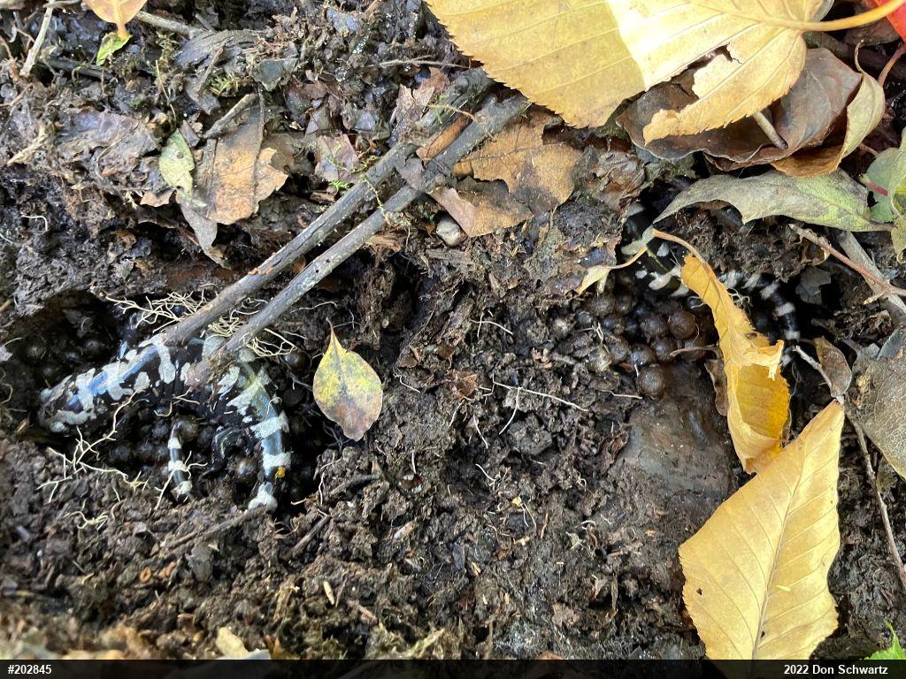 Marbled Salamander