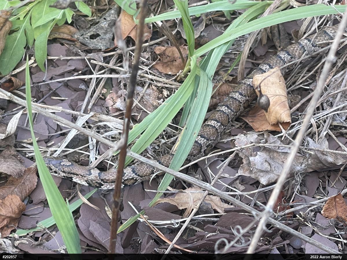 Eastern Milksnake