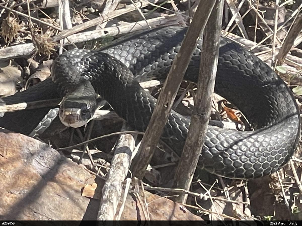 Northern Black Racer