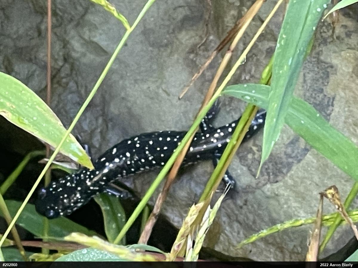 Northern Slimy Salamander