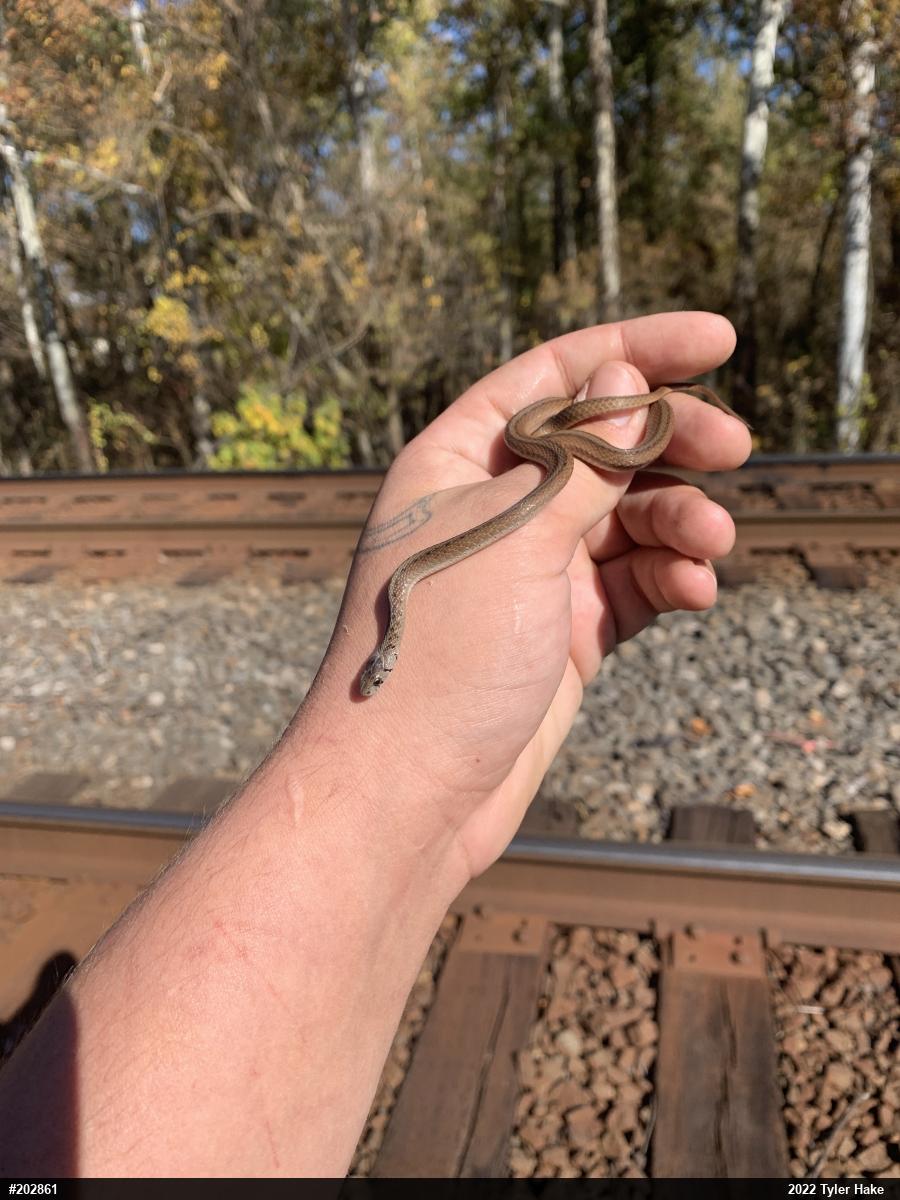 Dekay's Brownsnake