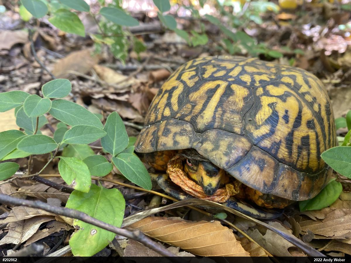 Eastern Box Turtle