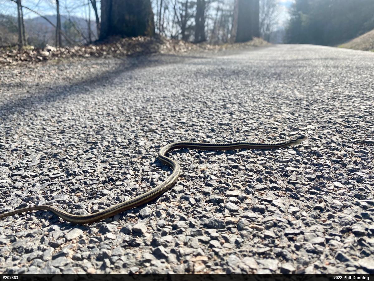 Northern Ribbonsnake