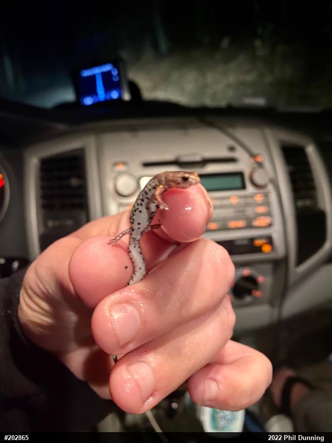 Four-toed Salamander