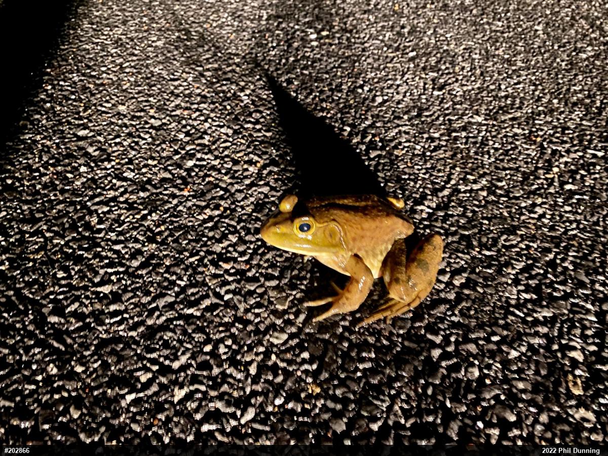 American Bullfrog