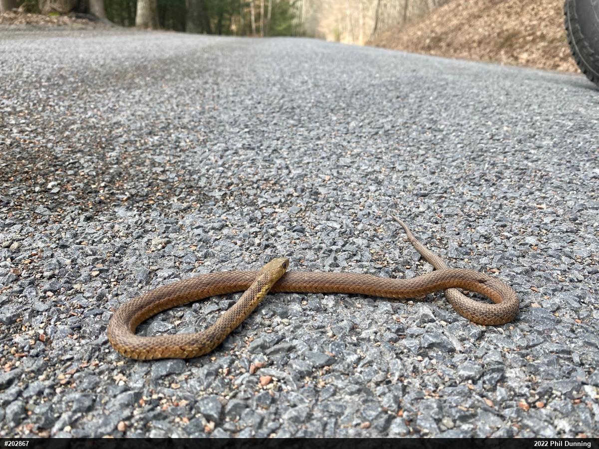 Eastern Gartersnake