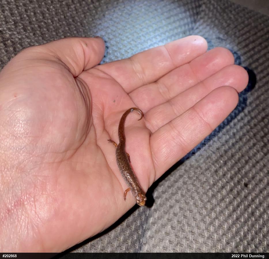 Four-toed Salamander