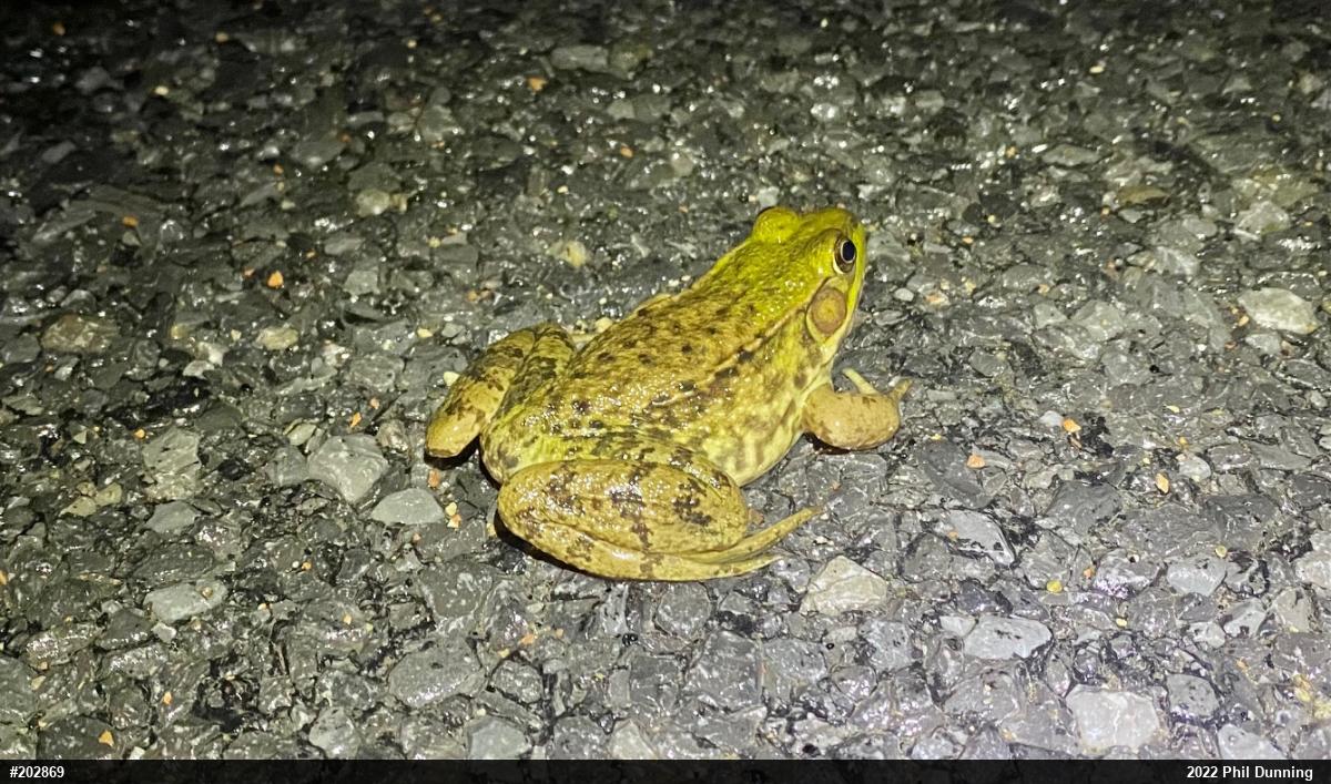 Green Frog