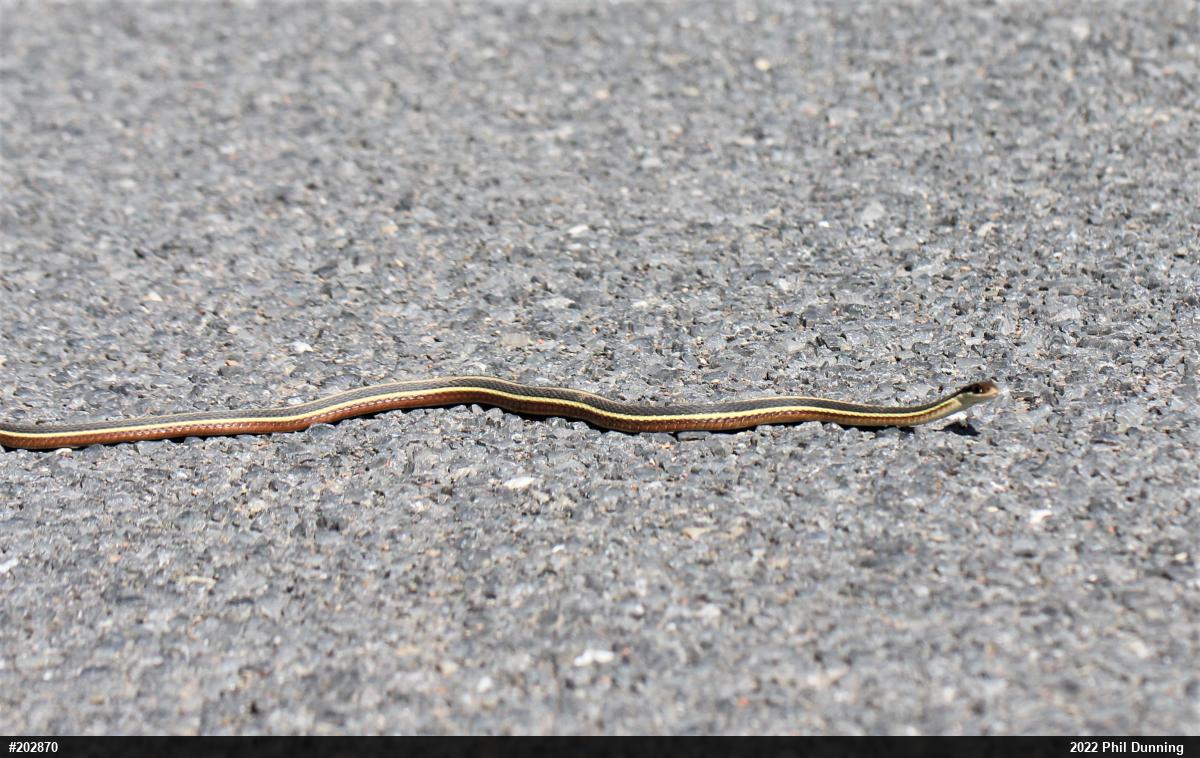 Northern Ribbonsnake