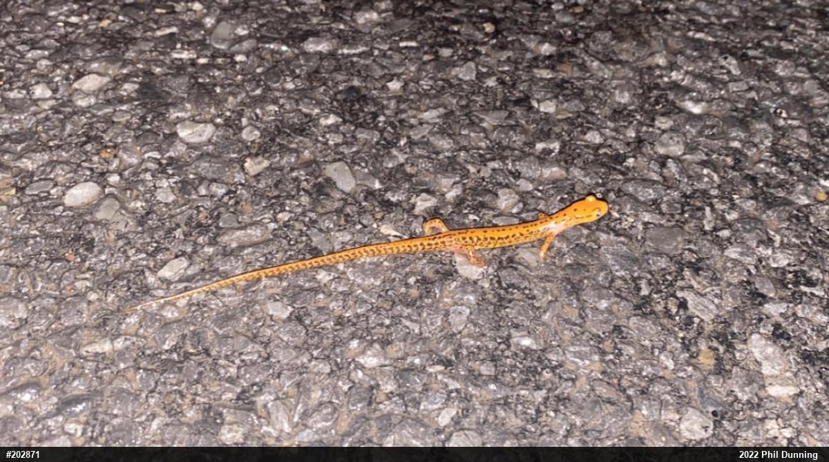 Eastern Long-tailed Salamander