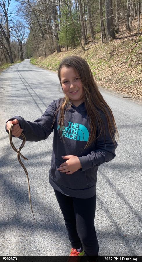 Northern Ribbonsnake
