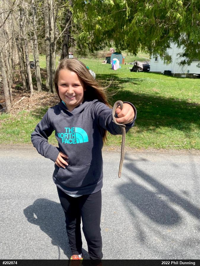 Eastern Gartersnake