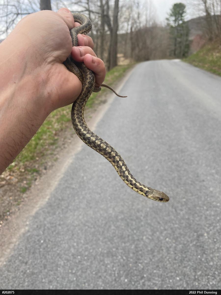 Eastern Gartersnake