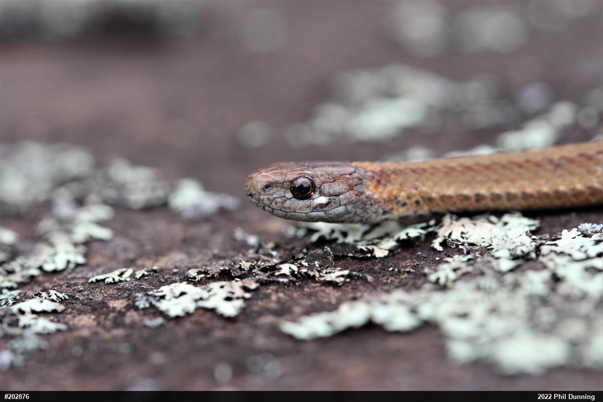Red-bellied Snake