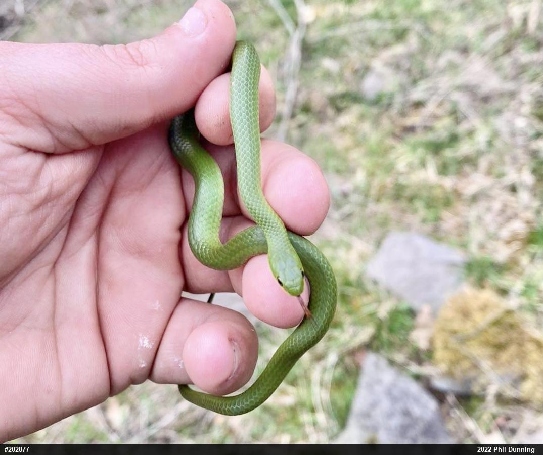 Smooth Greensnake