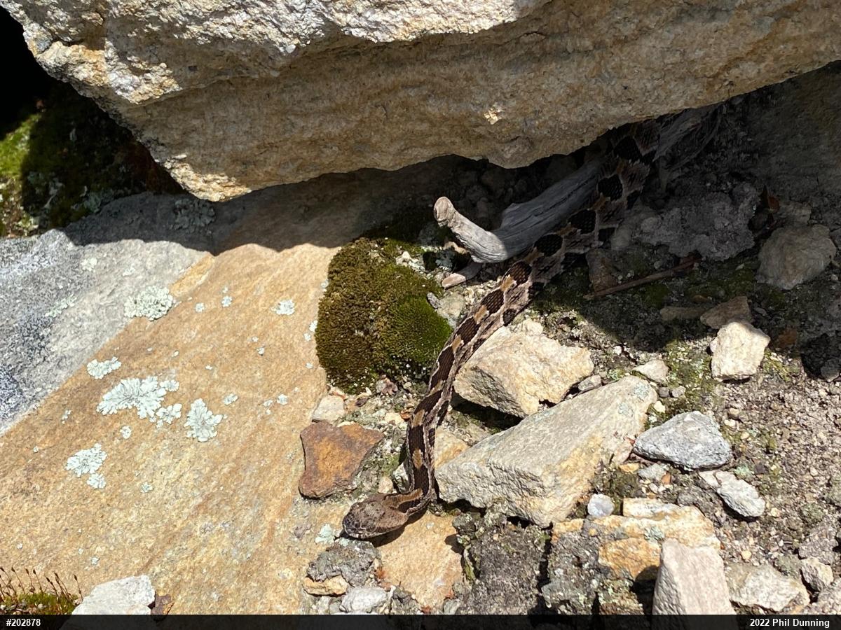 Timber Rattlesnake