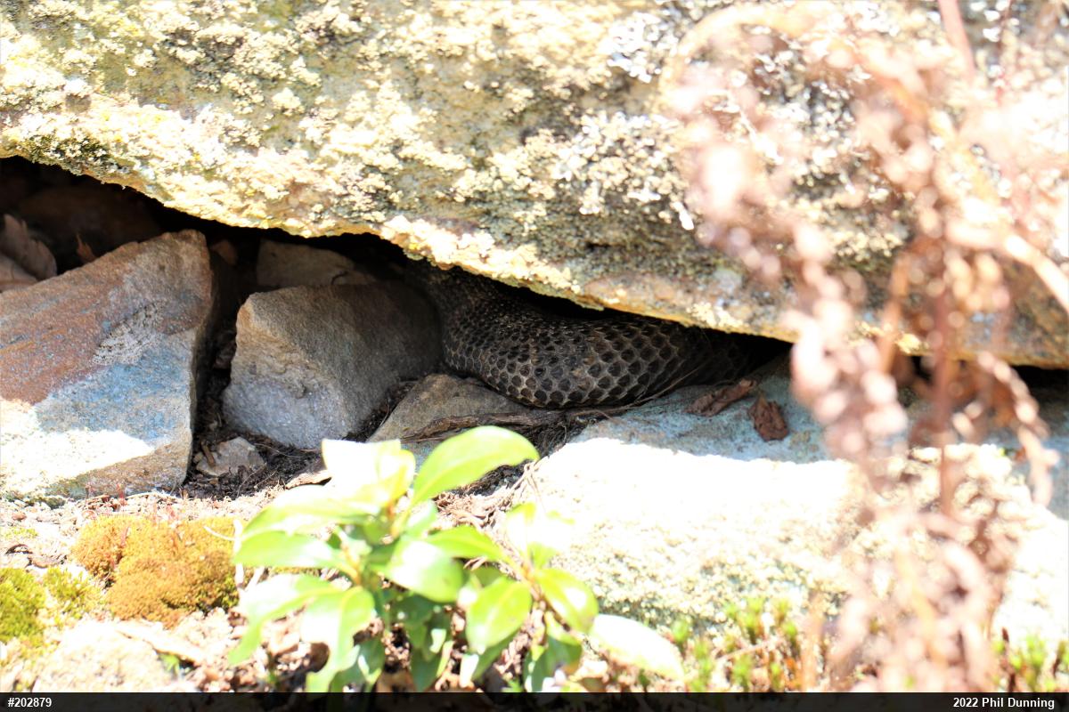 Timber Rattlesnake