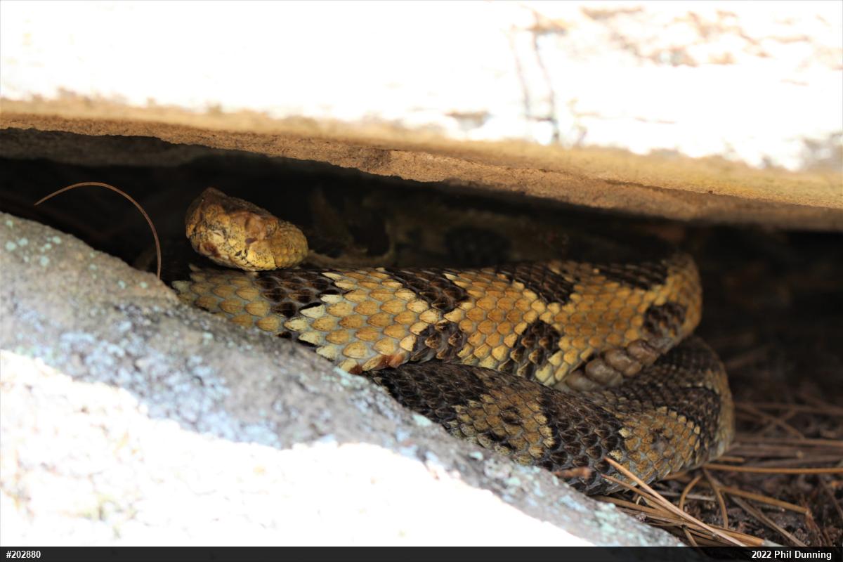 Timber Rattlesnake