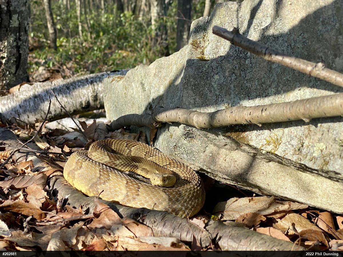 Timber Rattlesnake
