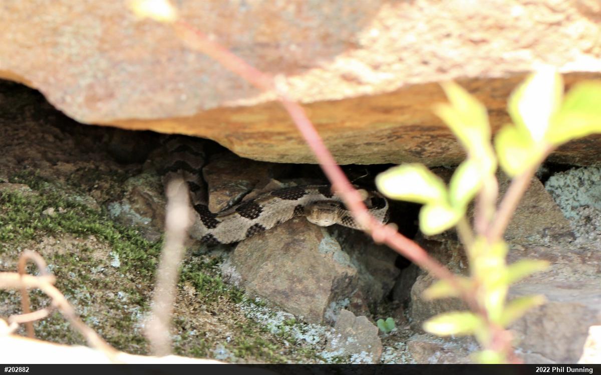 Timber Rattlesnake