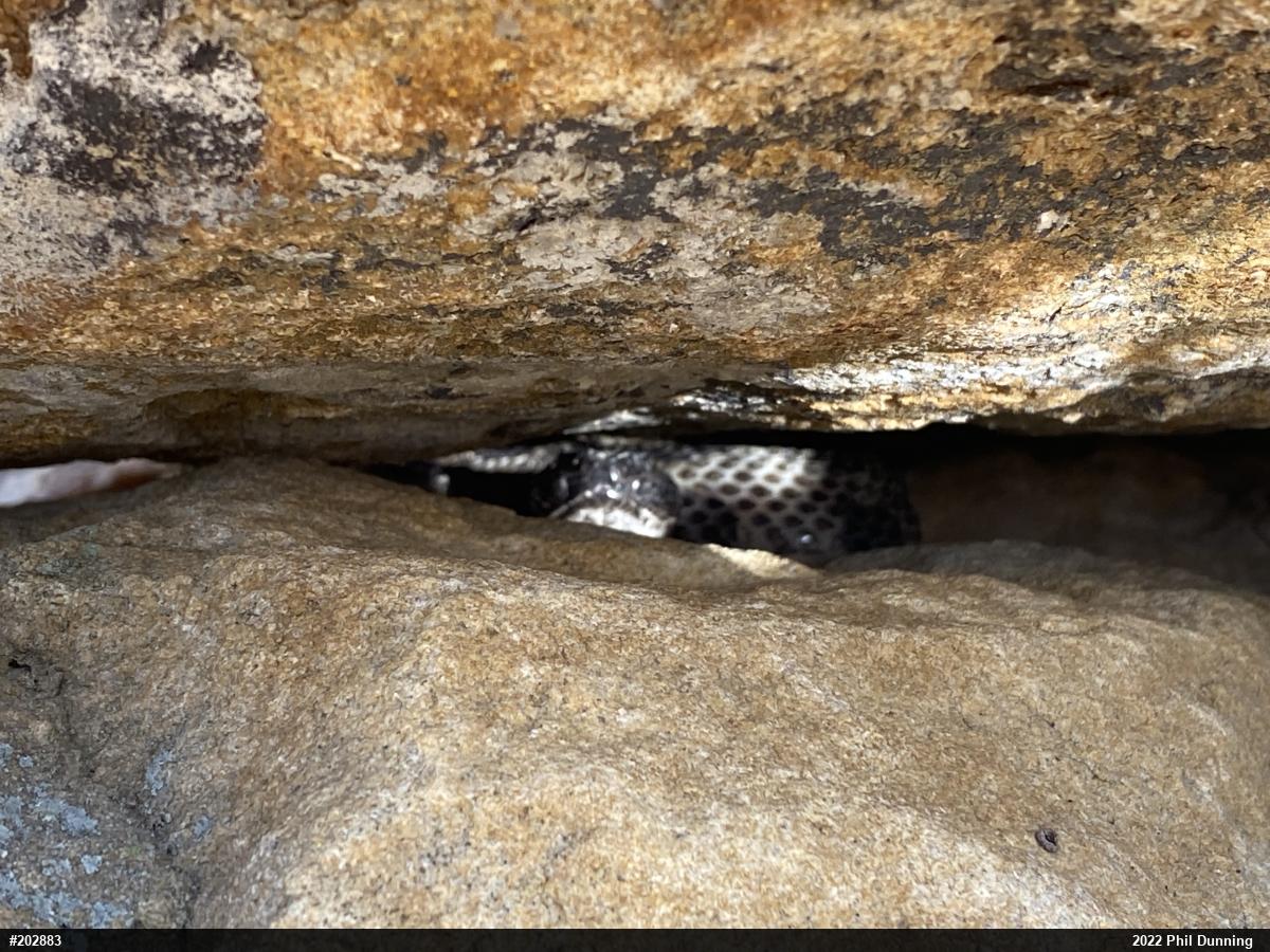 Timber Rattlesnake
