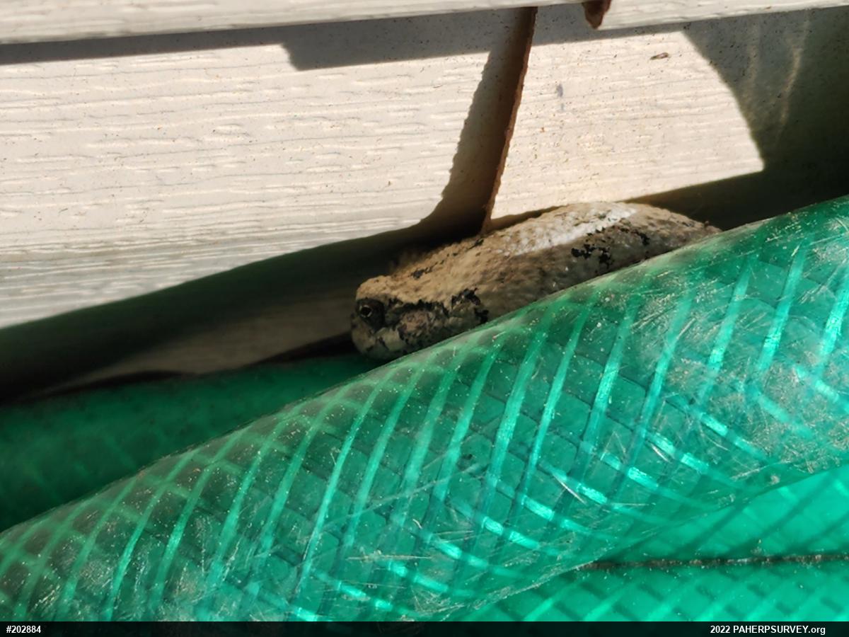 Unknown Gray Treefrog