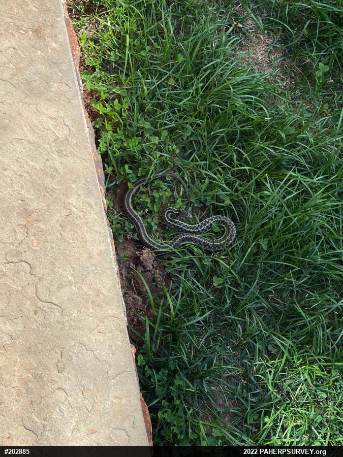 Eastern Gartersnake