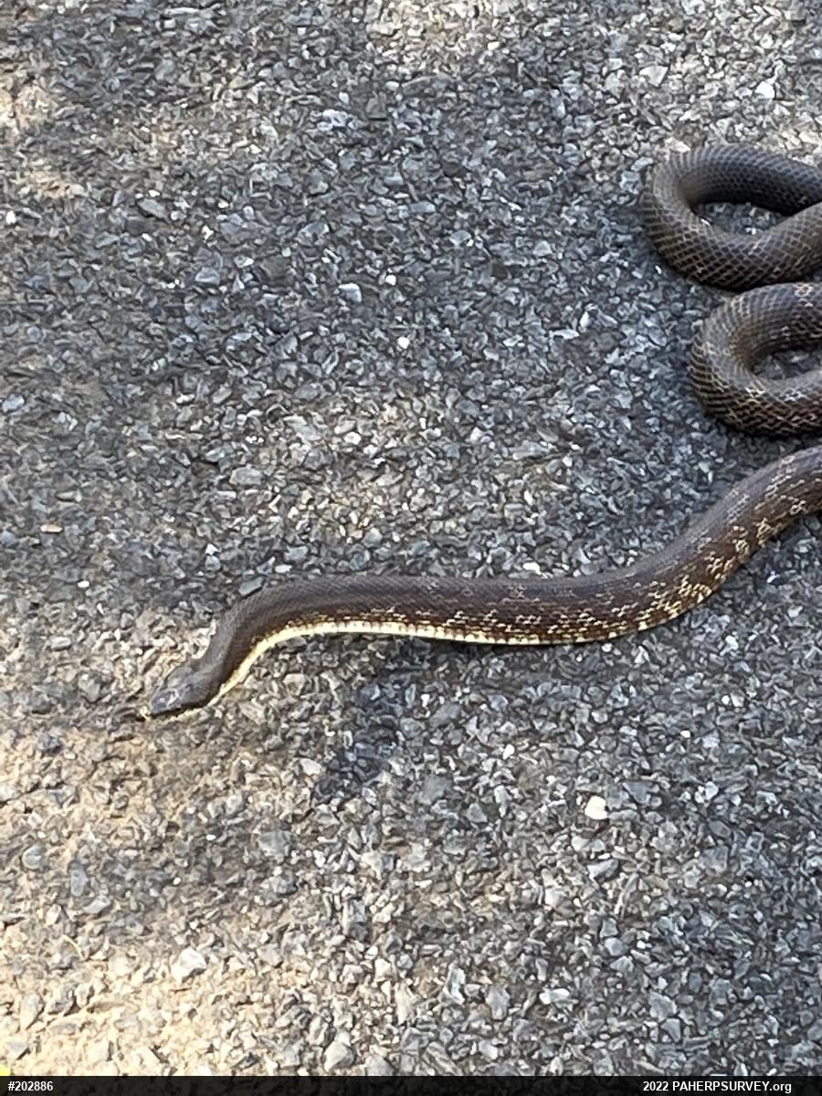Eastern Ratsnake