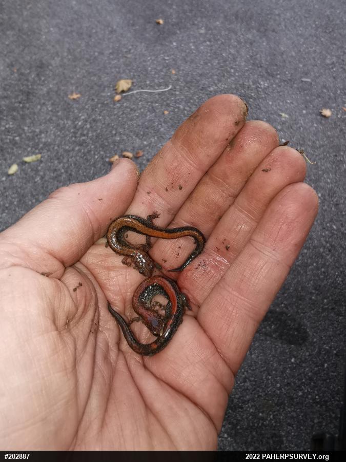 Eastern Red-backed  Salamander