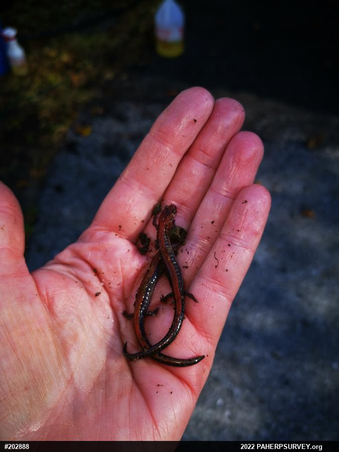 Eastern Red-backed  Salamander