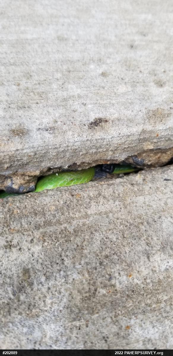 Smooth Greensnake