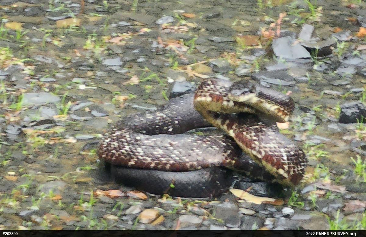 Eastern Ratsnake