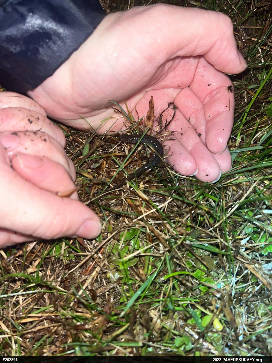 Eastern Red-backed  Salamander