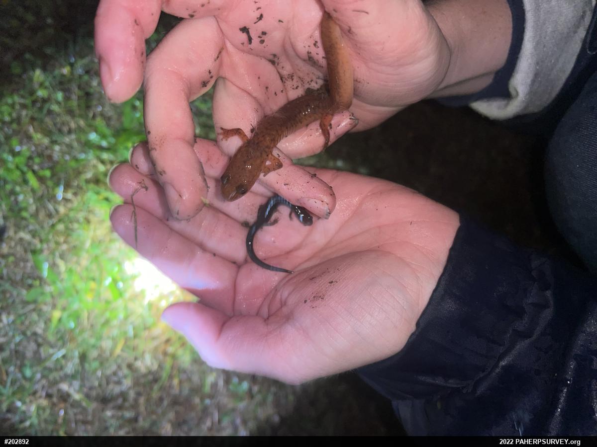 Northern Spring Salamander