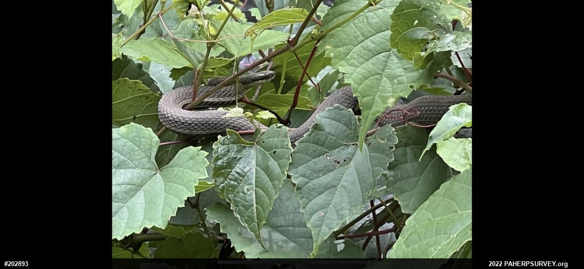 Queensnake