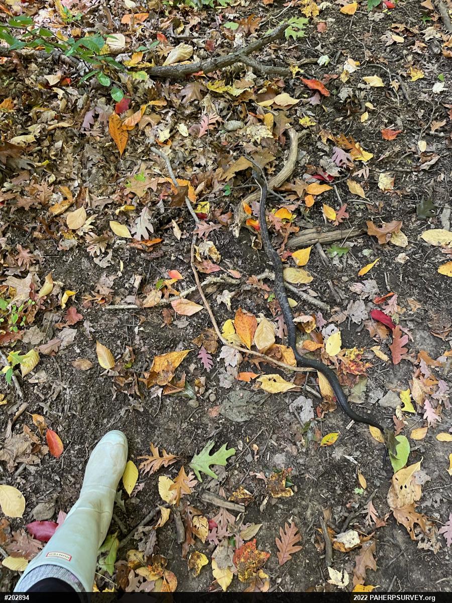 Eastern Ratsnake