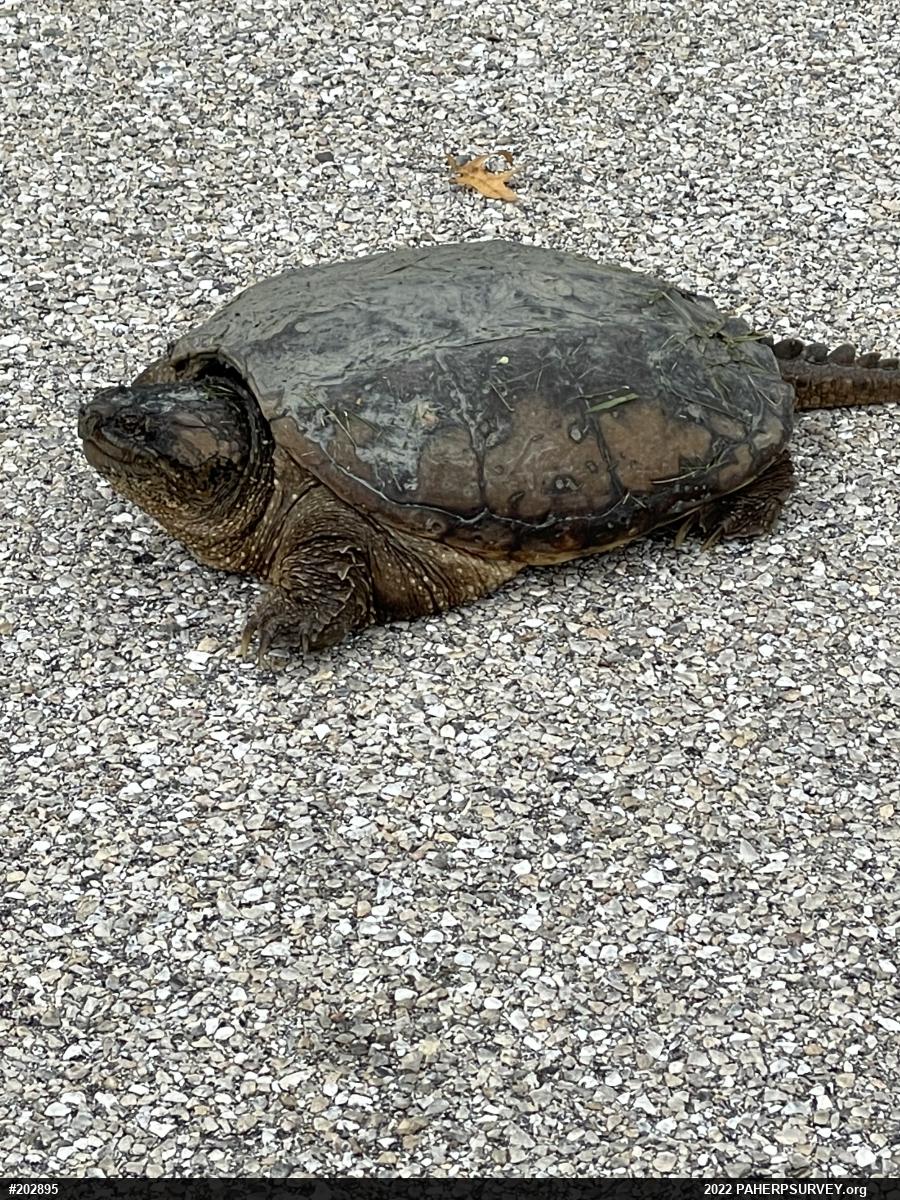 Snapping Turtle