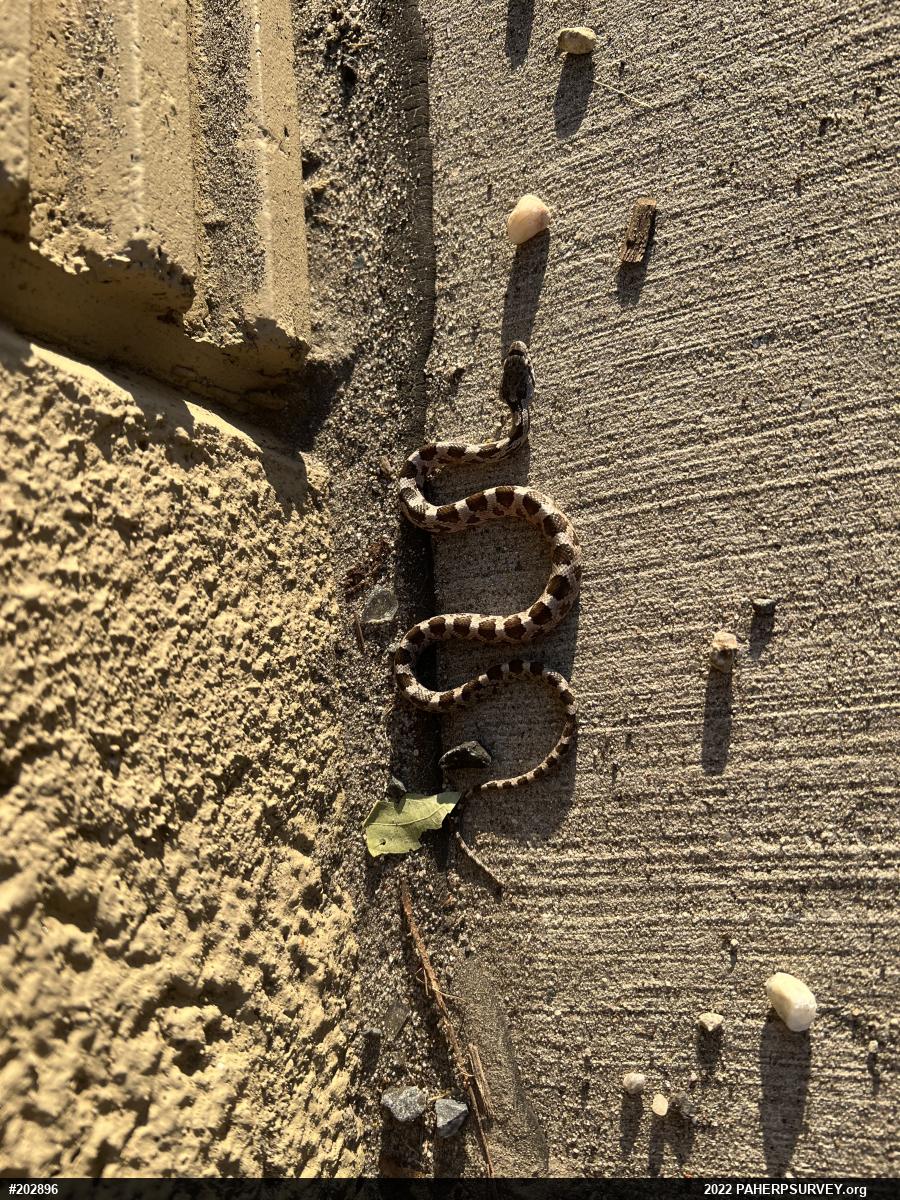 Eastern Ratsnake