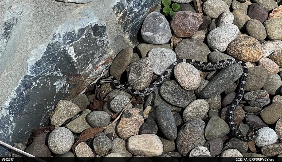 Eastern Ratsnake