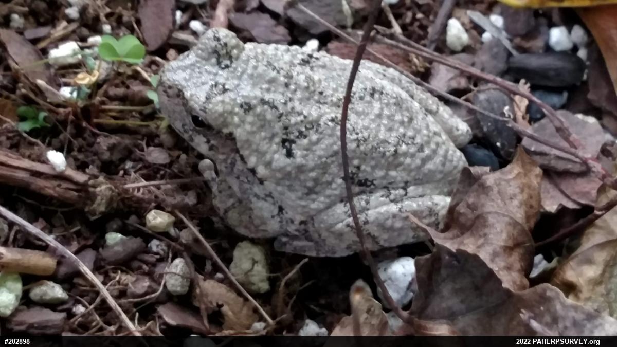 Unknown Gray Treefrog