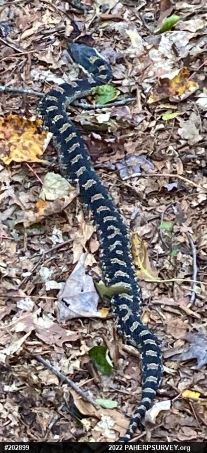 Eastern Hog-nosed Snake