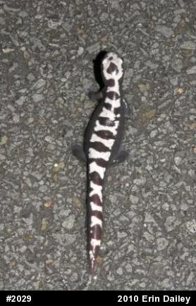 Marbled Salamander