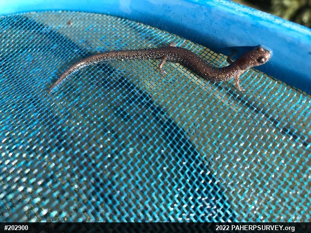 Eastern Red-backed  Salamander