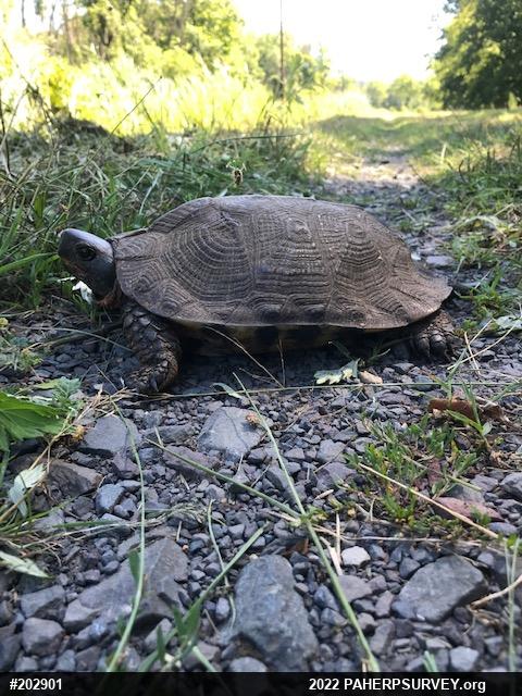 Wood Turtle
