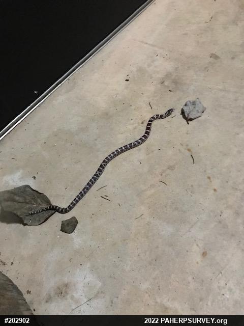 Eastern Milksnake
